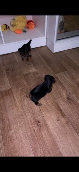 Собаки в Москве фото 3