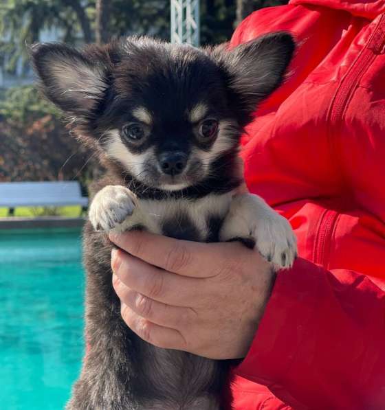 Миниатюрный щенок чихуахуа в Ялте фото 7
