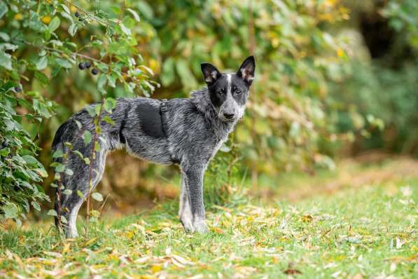 Меня сняли с крыши и назвали Скай в Подольске
