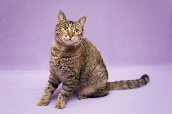 Кошка в добрые руки. Красавица Линда в Москве фото 6