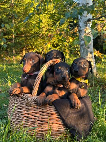 Щенки добермана в Вологде фото 3