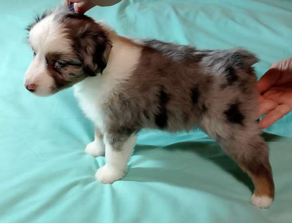 Щенок миниатюрной американской овчарки