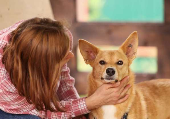 Рыжая маленькая лисичка Фокси в добрые руки