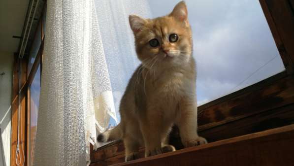 Шотландская золотая шиншилла в Обнинске