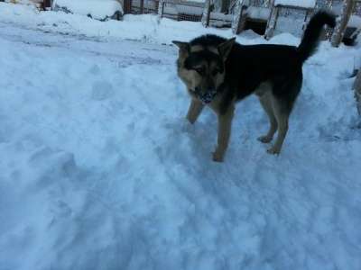 Отдам даром Прекрасный пес ищет дом в Санкт-Петербурге фото 4