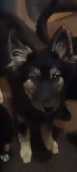 Ищем дом щенкам метисам в Химках фото 6