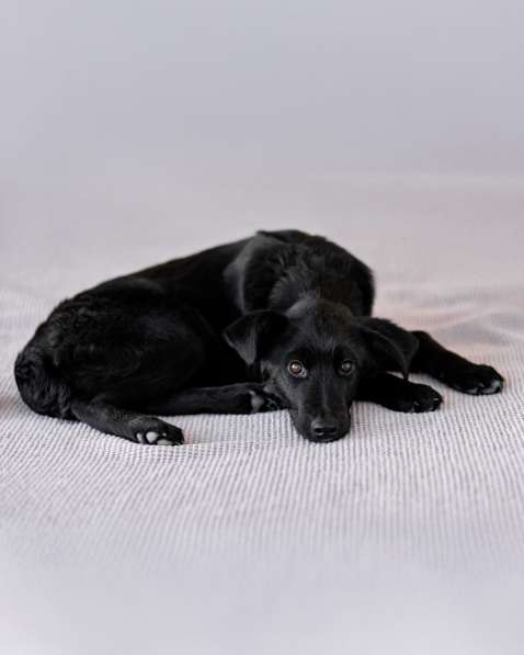 Маленькая Молли ищет свой дом! в Москве фото 6