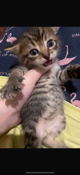 Котенок добрый и милый