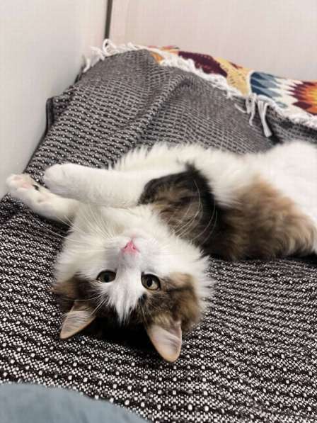 Ласковый котик Рон ищет семью! в Москве фото 4