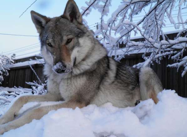 Щенок. Овчарка. Чехословацкий влчак