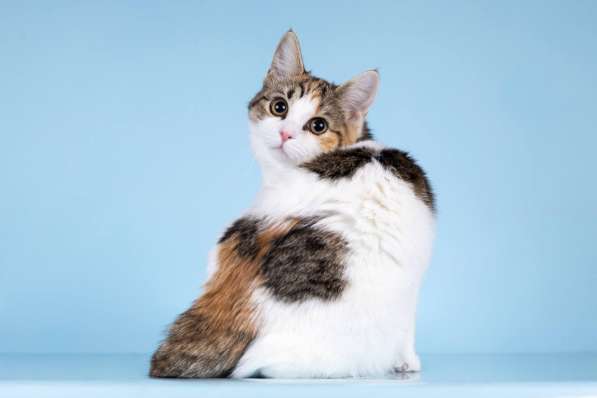 Для котёнка-подростка Ники ищем самые добрые руки в Москве фото 6