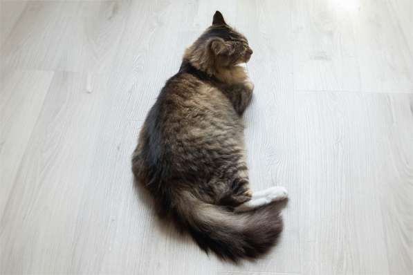 Удивительный кот Василий в дар в 