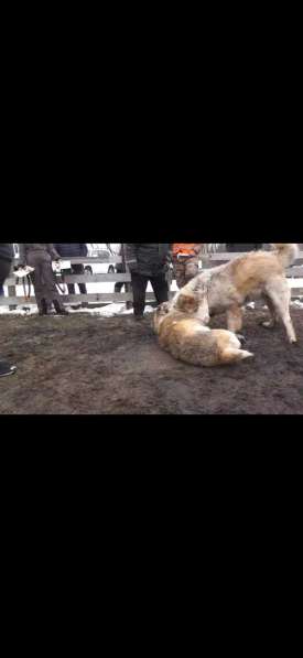 Собаки РР - ПИТБУЛИ, КВ и Вольфхунды -волкособы в Воронеже