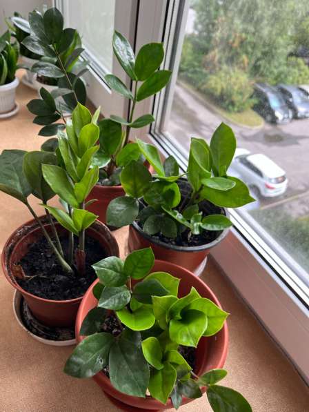 Долларовое дерево в Москве