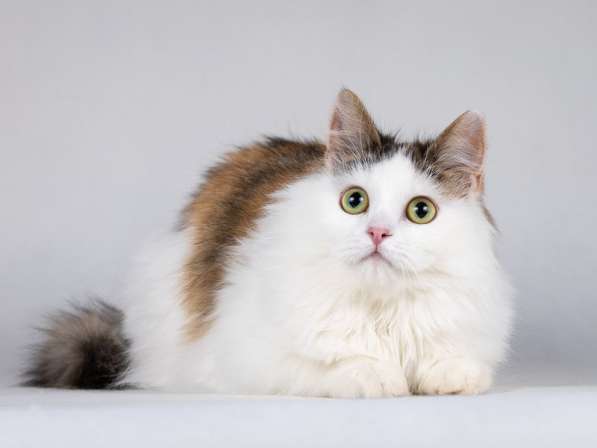 Ласковая Зая, котёнок-подросток, девочка, трёхцветка в Москве