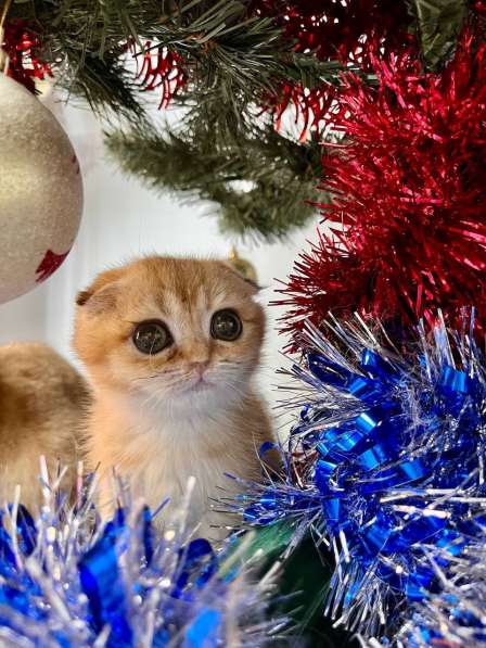 Шотландская золотая шиншила вислоухая