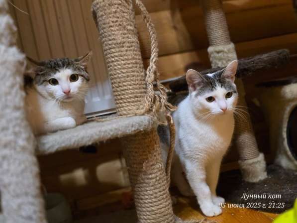 Котик Фокс в Москве