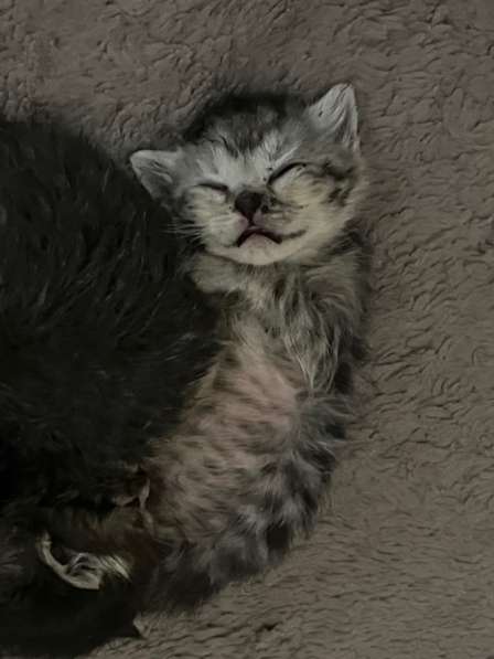 Котенок в Анапе фото 3