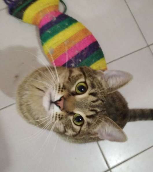 Кошка в добрые руки. Сима - шпротинка в Москве фото 4