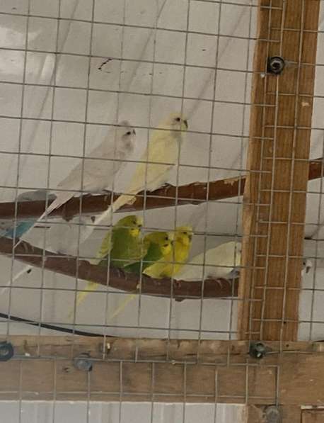 Попугаи в Москве