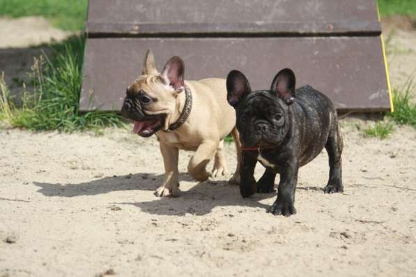 Французский бульдог щенки в Москве фото 6