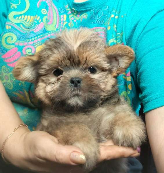 Мальчик shorkie