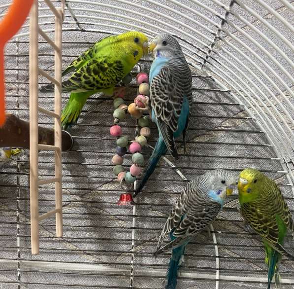 Волнистые попугаи