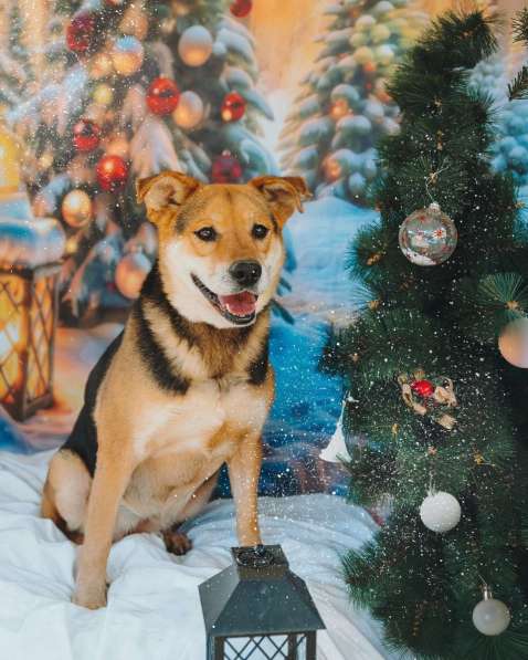 Толстушка ждёт родителей! в Москве