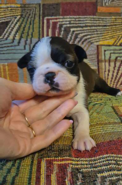 Щенки бостон терьера