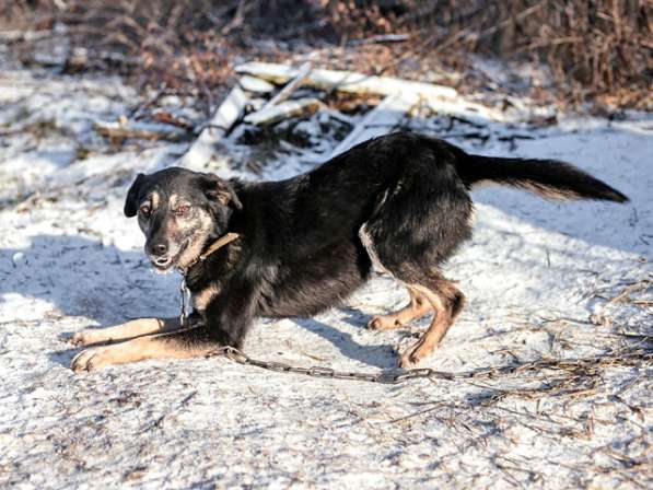 Ласковое солнышко Агата, добрейшая в мире собака в дар в Санкт-Петербурге фото 5