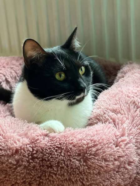 Красивая кошечка в добрые руки в Москве