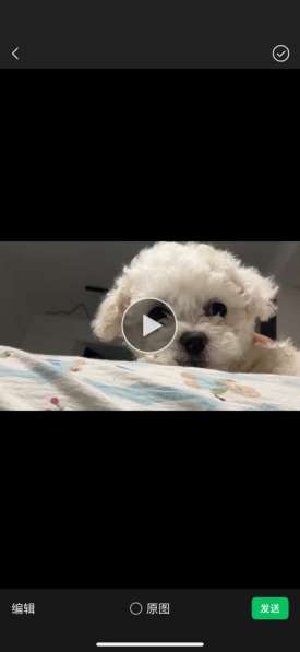 比熊宝宝找家 в Москве фото 4