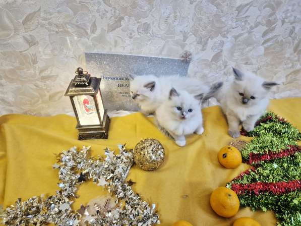 Малышки Рэгдолл в Москве фото 4