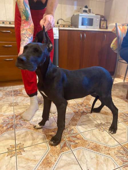 Дог в Москве фото 7