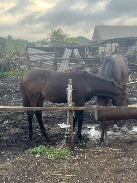 Лошадь в Нальчике