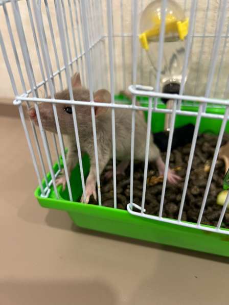 Отдам в Добрые руки