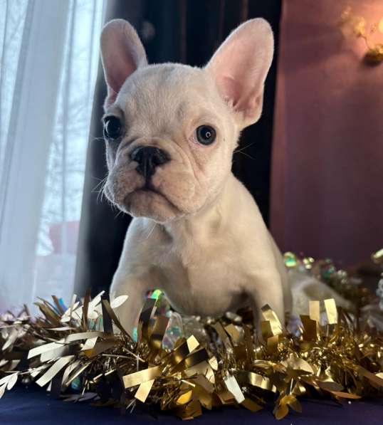 Французский бульдог в Уссурийске фото 6