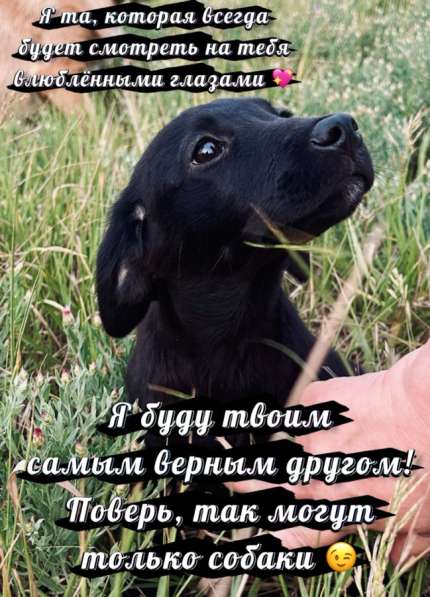 Отдам в добрые руки! в 