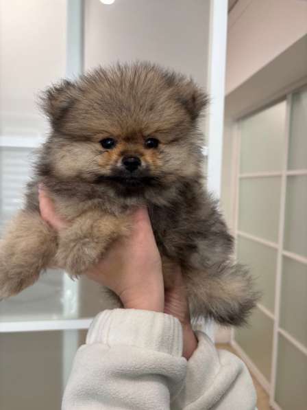 Померанский шпиц