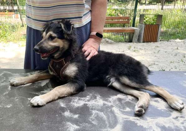 Хорошенький щенок с пушистыми ушками в Санкт-Петербурге фото 18