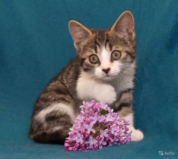 Очаровательные котята-девочки 1,5 мес в Санкт-Петербурге фото 6