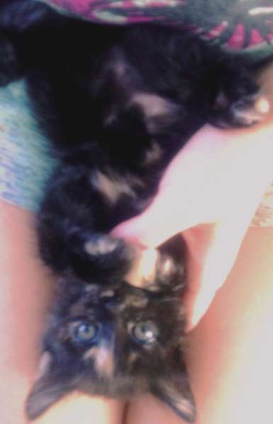 Подарю сибирского котенка1 месяц в Красноярске фото 3