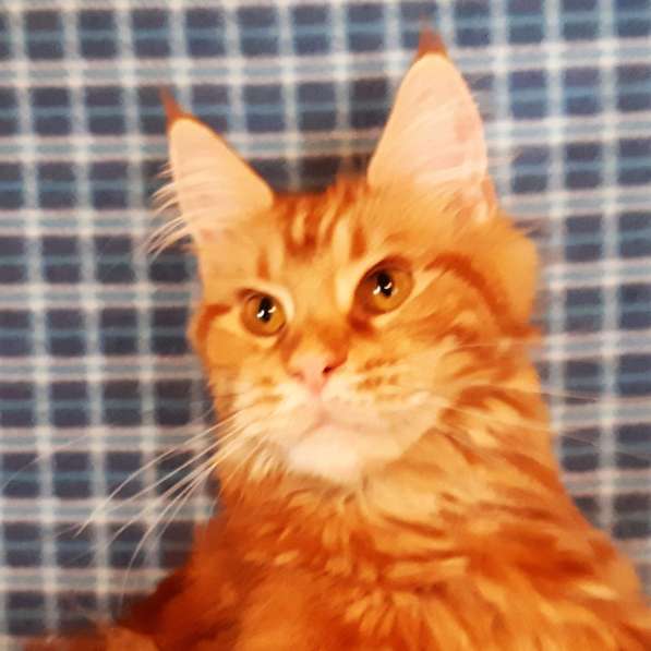 Красотка кремового солидного окраса из питомника Arktur в Тюмени фото 8