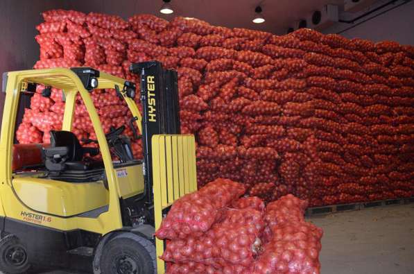 Гринполь-поставки свежих фруктов, овощей, грибов, орехов в Москве фото 5