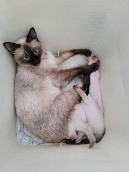 Тайские котята 2 в фото 4