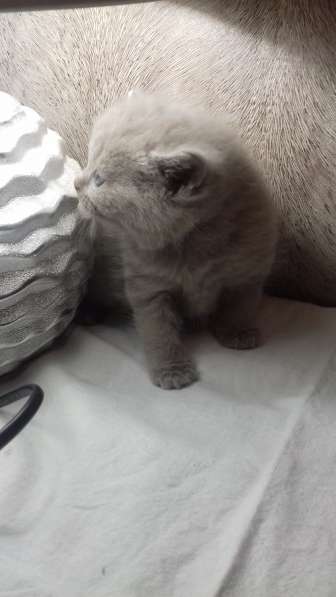 Котята в Челябинске фото 11