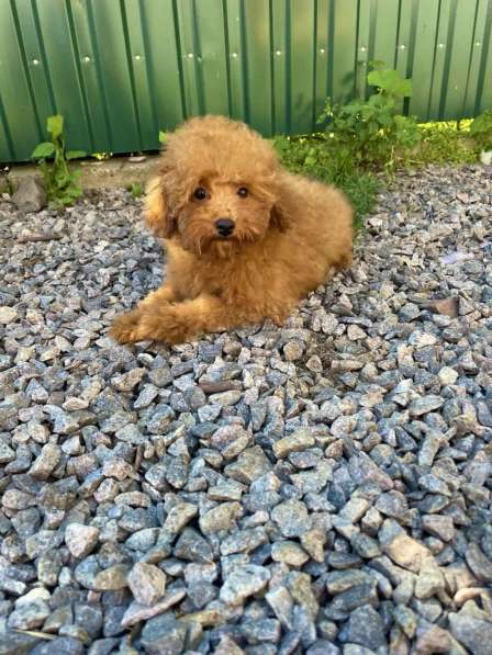 Пудель. Apricot в фото 7