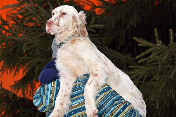 Английский сеттер щенки из элитного питомника