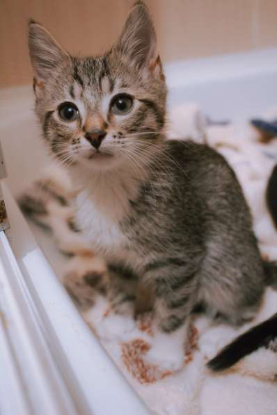 Юные котята ищут дом в Санкт-Петербурге фото 5