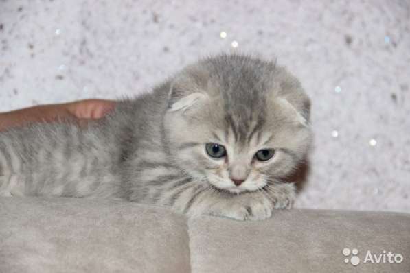 Шотландский Котёнок в Воронеже фото 15